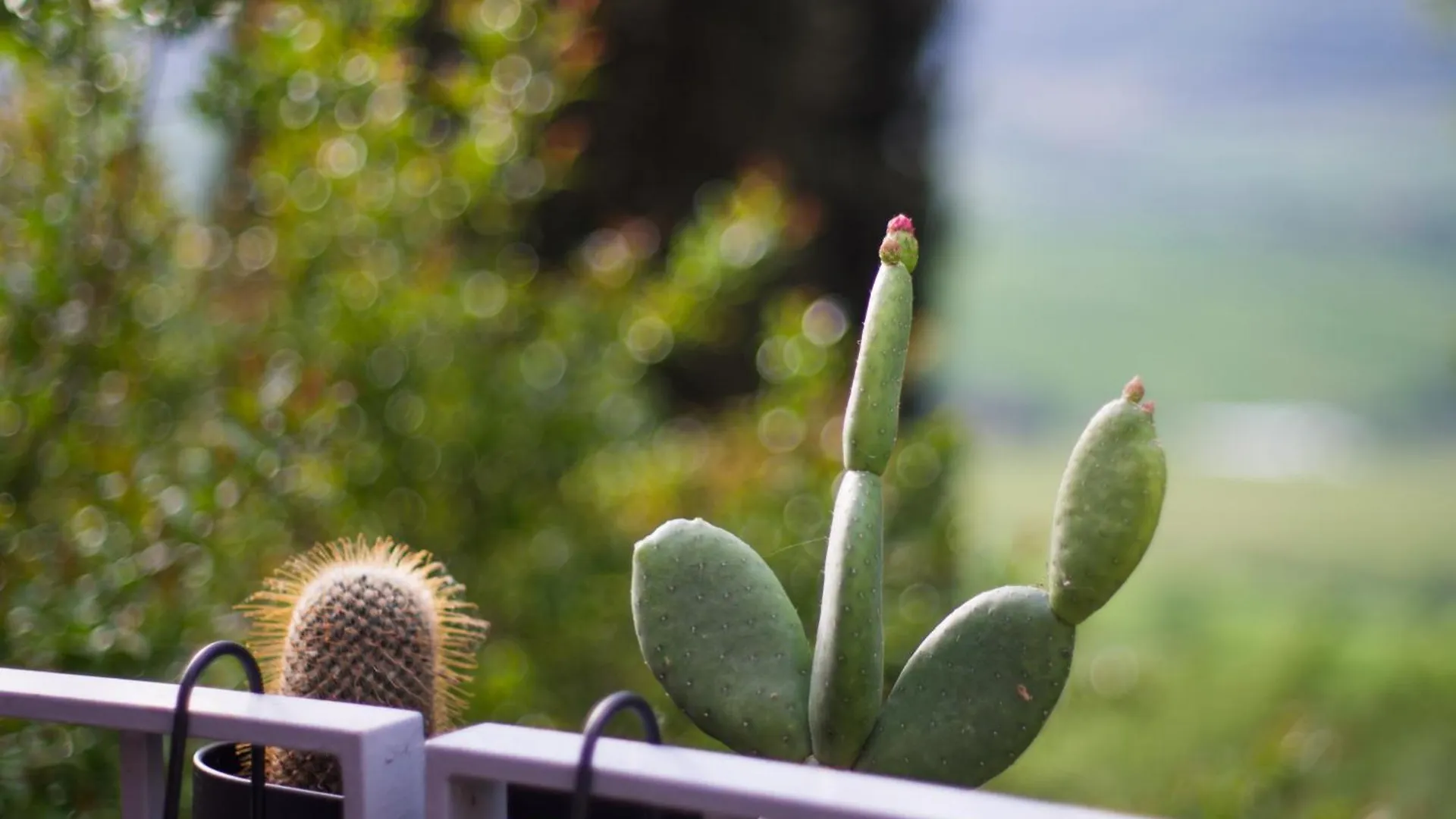 Apartment Appartamento Con Vista - Montepulciano